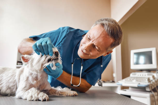 Skidaway Island, GA Emergency Dentist Pros